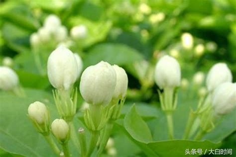 種茉莉花|茉莉花種植，步驟詳細，方法簡單，小白也會養